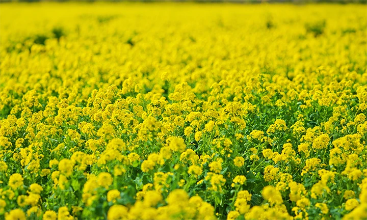 Photoshop 生成拡張手順：生成拡張された菜の花の画像