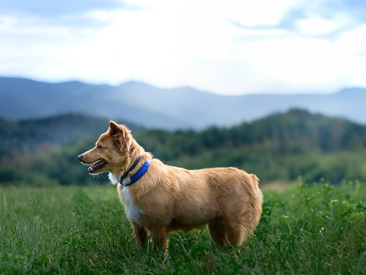 Photoshop「生成塗りつぶし」で画像生成された犬のの画像の見切れた全身画像